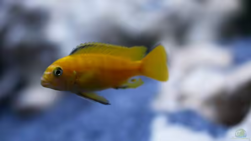 Besatz im Aquarium MALAWIDREAM von mawil (19)