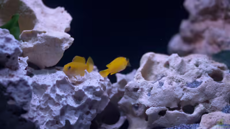 Besatz im Aquarium MALAWIDREAM von mawil (20)