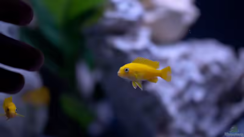 Besatz im Aquarium MALAWIDREAM von mawil (4)