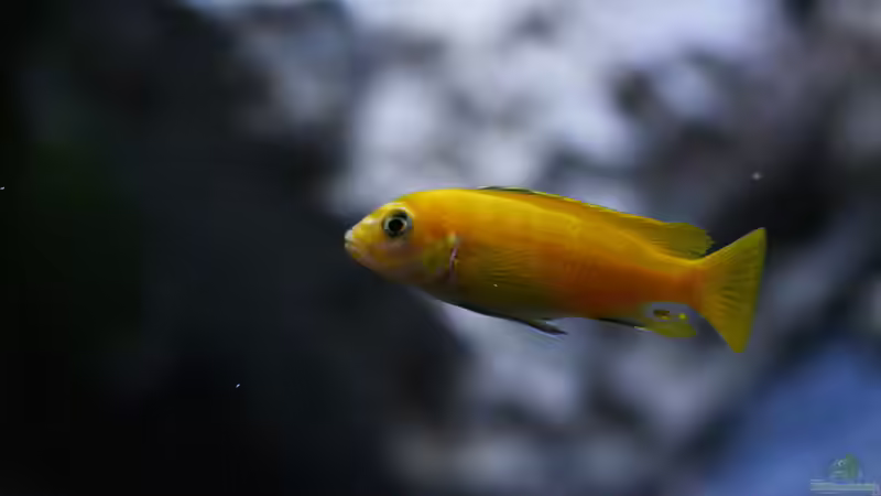 Besatz im Aquarium MALAWIDREAM von mawil (5)