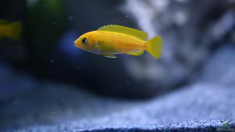 Besatz im Aquarium MALAWIDREAM von mawil (6)