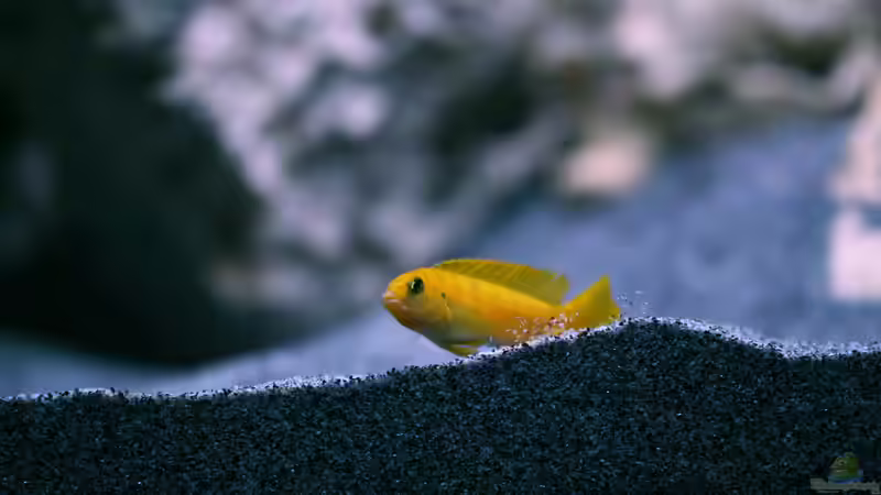 Besatz im Aquarium MALAWIDREAM von mawil (7)