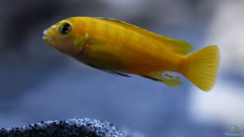 Besatz im Aquarium MALAWIDREAM von mawil (8)