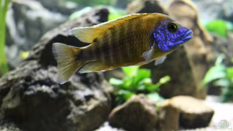 Besatz im Aquarium Malawis Cave von Markus Maier (12)