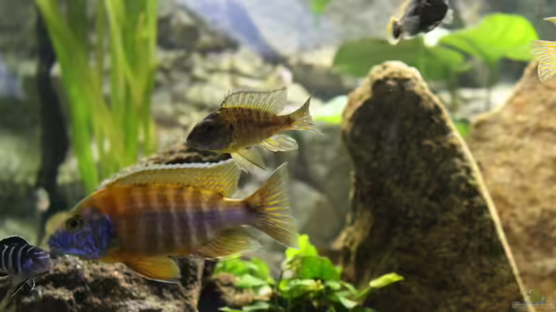 Besatz im Aquarium Malawis Cave von Markus Maier (13)