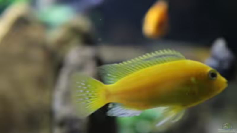 Besatz im Aquarium Malawis Cave von Markus Maier (14)