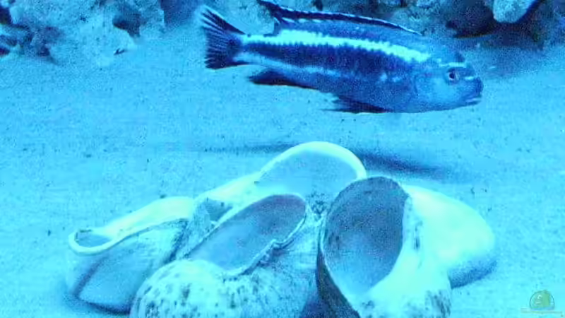 Besatz im Aquarium Malawis im Korallenbecken von PeterH (14)