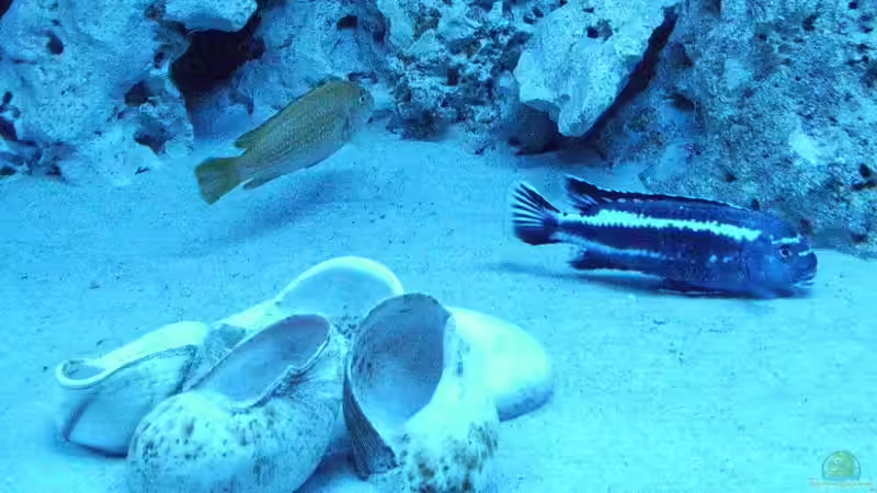 Besatz im Aquarium Malawis im Korallenbecken von PeterH (16)