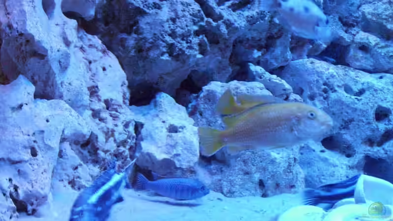 Besatz im Aquarium Malawis im Korallenbecken von PeterH (19)