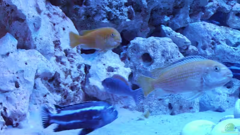 Besatz im Aquarium Malawis im Korallenbecken von PeterH (20)