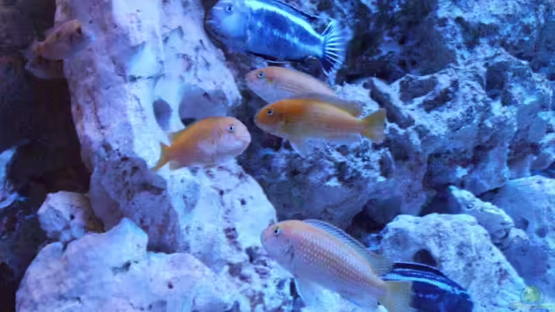 Besatz im Aquarium Malawis im Korallenbecken von PeterH (22)