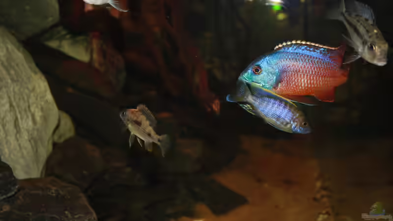 Besatz im Aquarium Malawi´s Playground von Tobias Summerer (54)