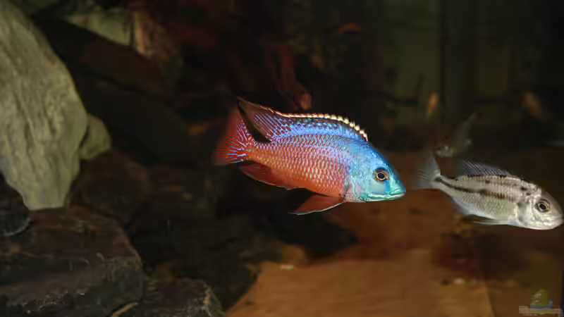 Besatz im Aquarium Malawi´s Playground von Tobias Summerer (55)