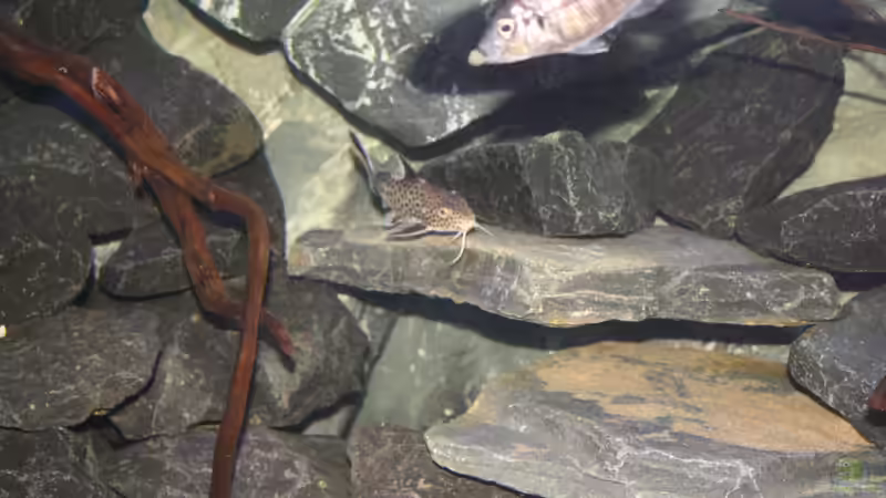 Besatz im Aquarium Malawi´s Playground von Tobias Summerer (64)