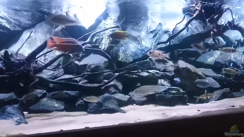 Besatz im Aquarium Malawi´s Playground von Tobias Summerer (71)
