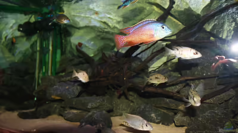 Besatz im Aquarium Malawi´s Playground von Tobias Summerer (75)