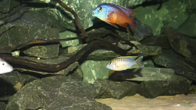 Besatz im Aquarium Malawi´s Playground von Tobias Summerer (78)