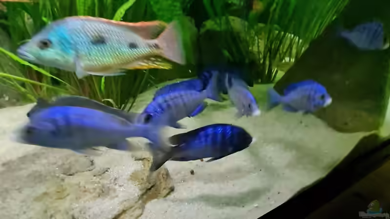 Besatz im Aquarium Malawisee  Übergangszone von Dennis 80 (21)