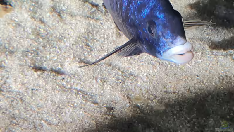 Besatz im Aquarium Malawisee  Übergangszone von Dennis 80 (30)