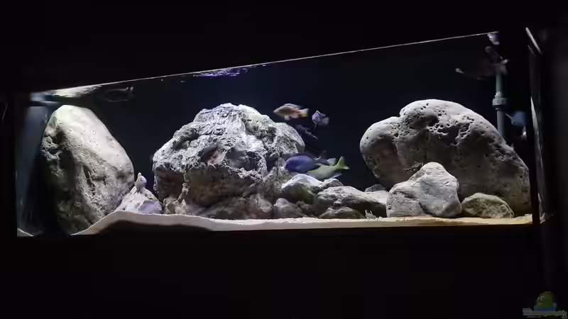 Besatz im Aquarium Malawisee Non Mbuna von KingRamses (3)