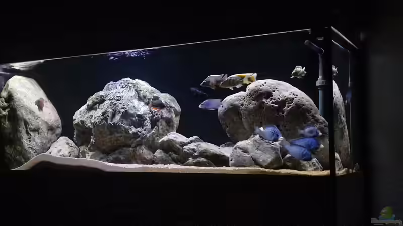 Besatz im Aquarium Malawisee Non Mbuna von KingRamses (4)