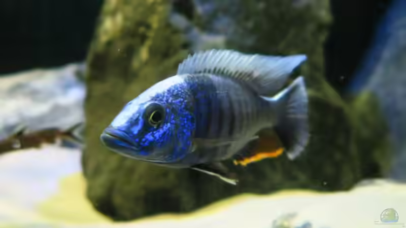 Besatz im Aquarium MalawiSpeluncam von Lynex (26)