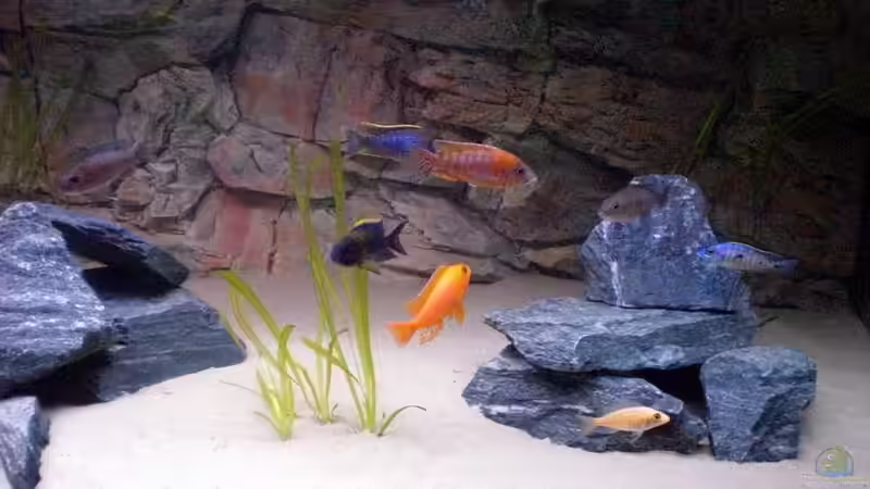 Besatz im Aquarium Malawitank von pennywise (29)