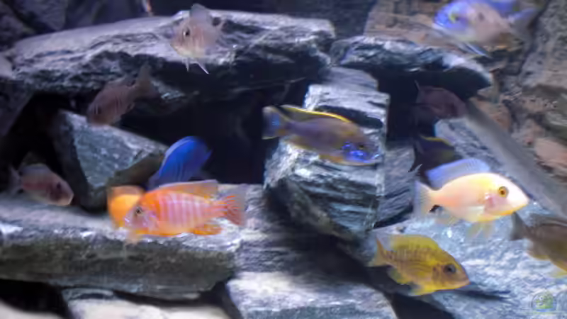 Besatz im Aquarium Malawitank von pennywise (31)