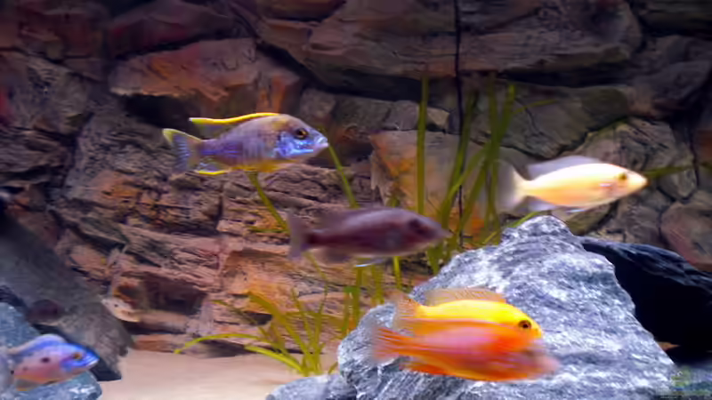 Besatz im Aquarium Malawitank von pennywise (32)