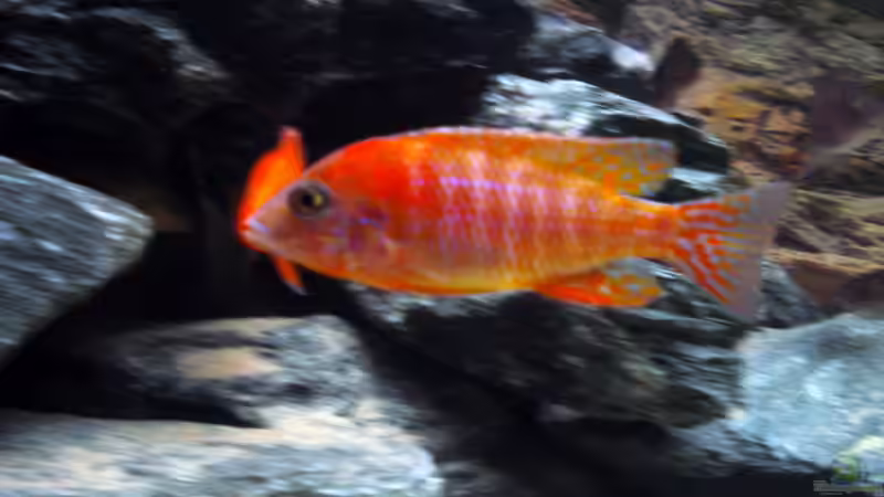 Besatz im Aquarium Malawitank von pennywise (33)