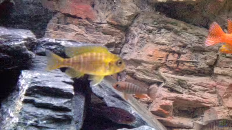 Besatz im Aquarium Malawitank von pennywise (34)