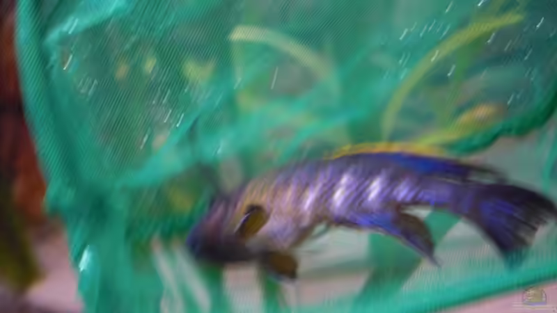 Besatz im Aquarium Malawitank von pennywise (36)