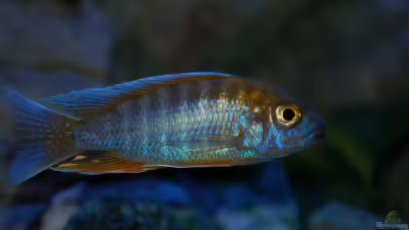 Besatz im Aquarium Malawitraum ( Umdekoriert ) von Frank Hopp (65)