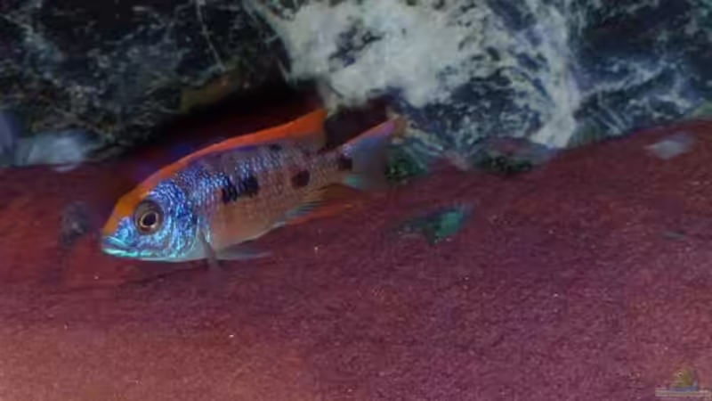 Besatz im Aquarium Malawitraum ( Umdekoriert ) von Frank Hopp (72)