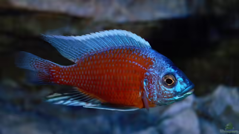 Besatz im Aquarium Malawitraum ( Umdekoriert ) von Frank Hopp (88)