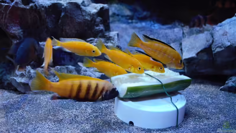 Besatz im Aquarium Malawitraum ( Umdekoriert ) von Frank Hopp (89)