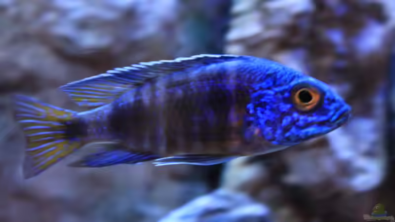 Besatz im Aquarium Malawitraum ( Umdekoriert ) von Frank Hopp (91)