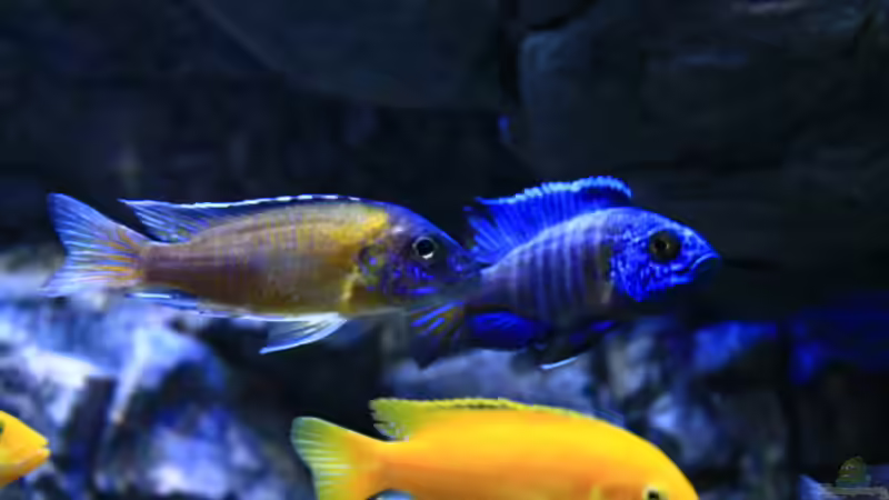 Besatz im Aquarium Malawitraum ( Umdekoriert ) von Frank Hopp (92)