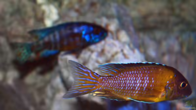 Besatz im Aquarium Malawitraum ( Umdekoriert ) von Frank Hopp (93)