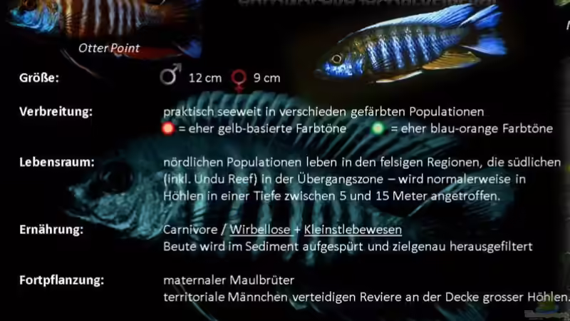 Besatz im Aquarium Maleri Islands von Marco O. (71)