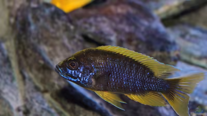 Besatz im Aquarium Maleri Islands von Marco O. (75)