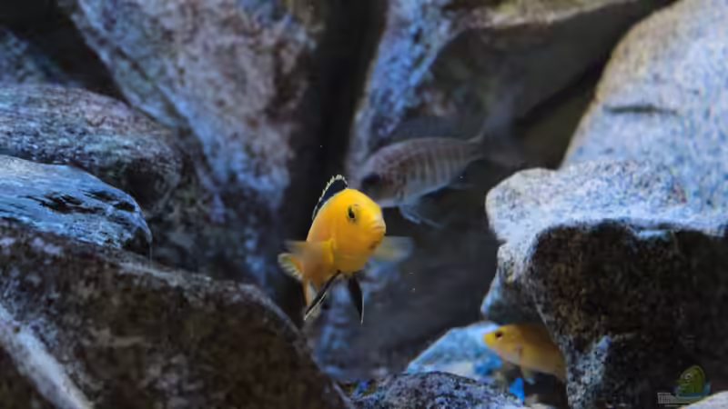 Besatz im Aquarium Maleri Islands von Marco O. (83)