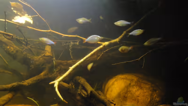 Besatz im Aquarium Mamberamo River von Laura (25)