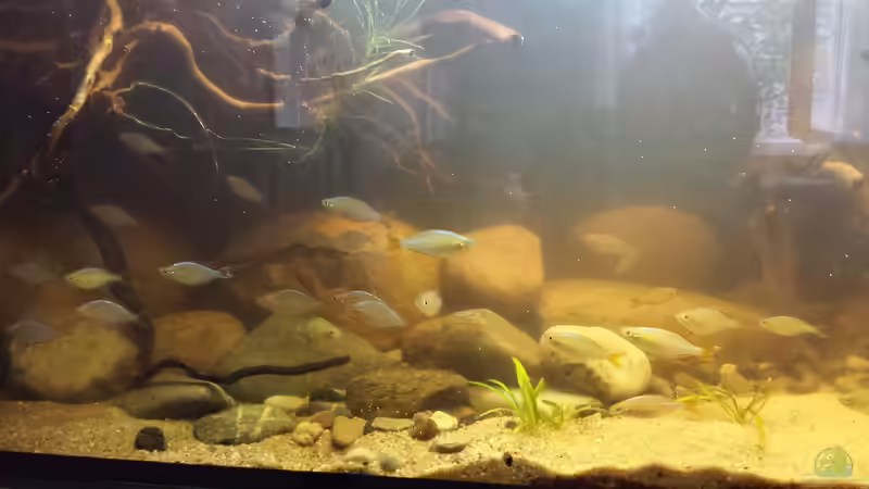 Besatz im Aquarium Mamberamo River von Laura (26)