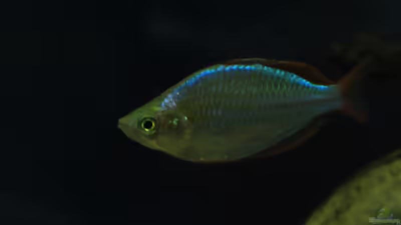 Besatz im Aquarium Mamberamo River von Laura (28)