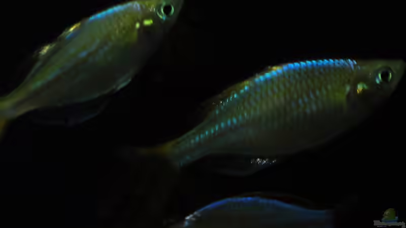 Besatz im Aquarium Mamberamo River von Laura (30)