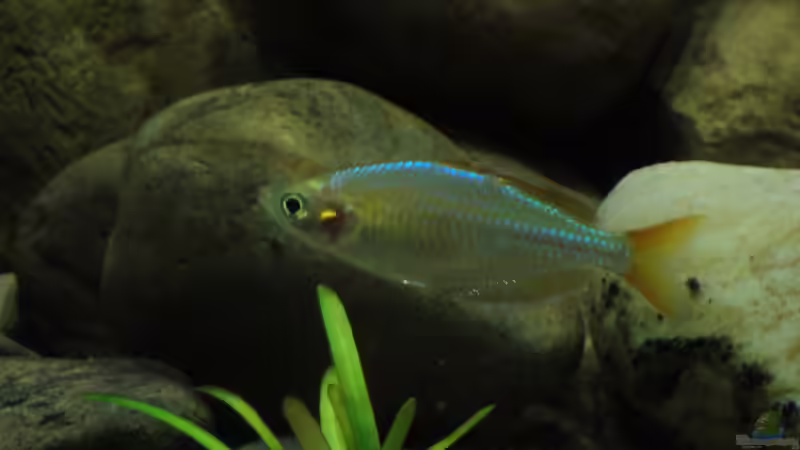 Besatz im Aquarium Mamberamo River von Laura (31)