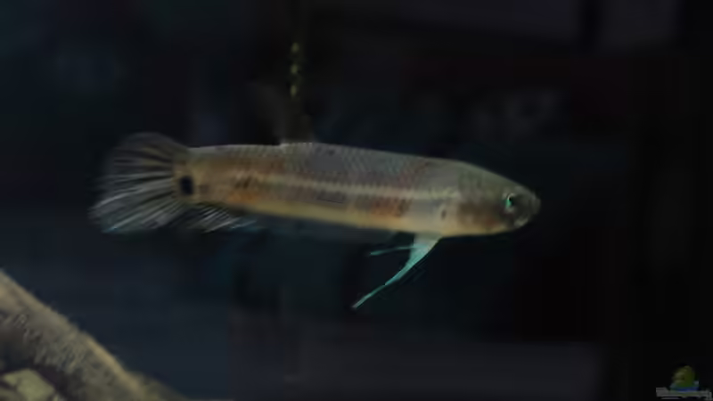 Besatz im Aquarium Mamberamo River von Laura (32)