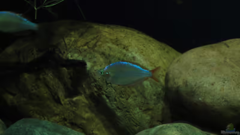 Besatz im Aquarium Mamberamo River von Laura (33)