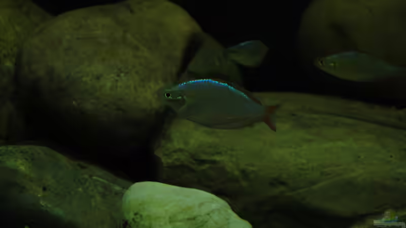 Besatz im Aquarium Mamberamo River von Laura (35)